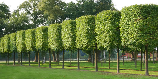 Grün im Garten