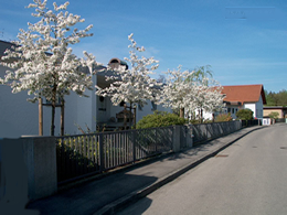 Vorgartenbepflanzung